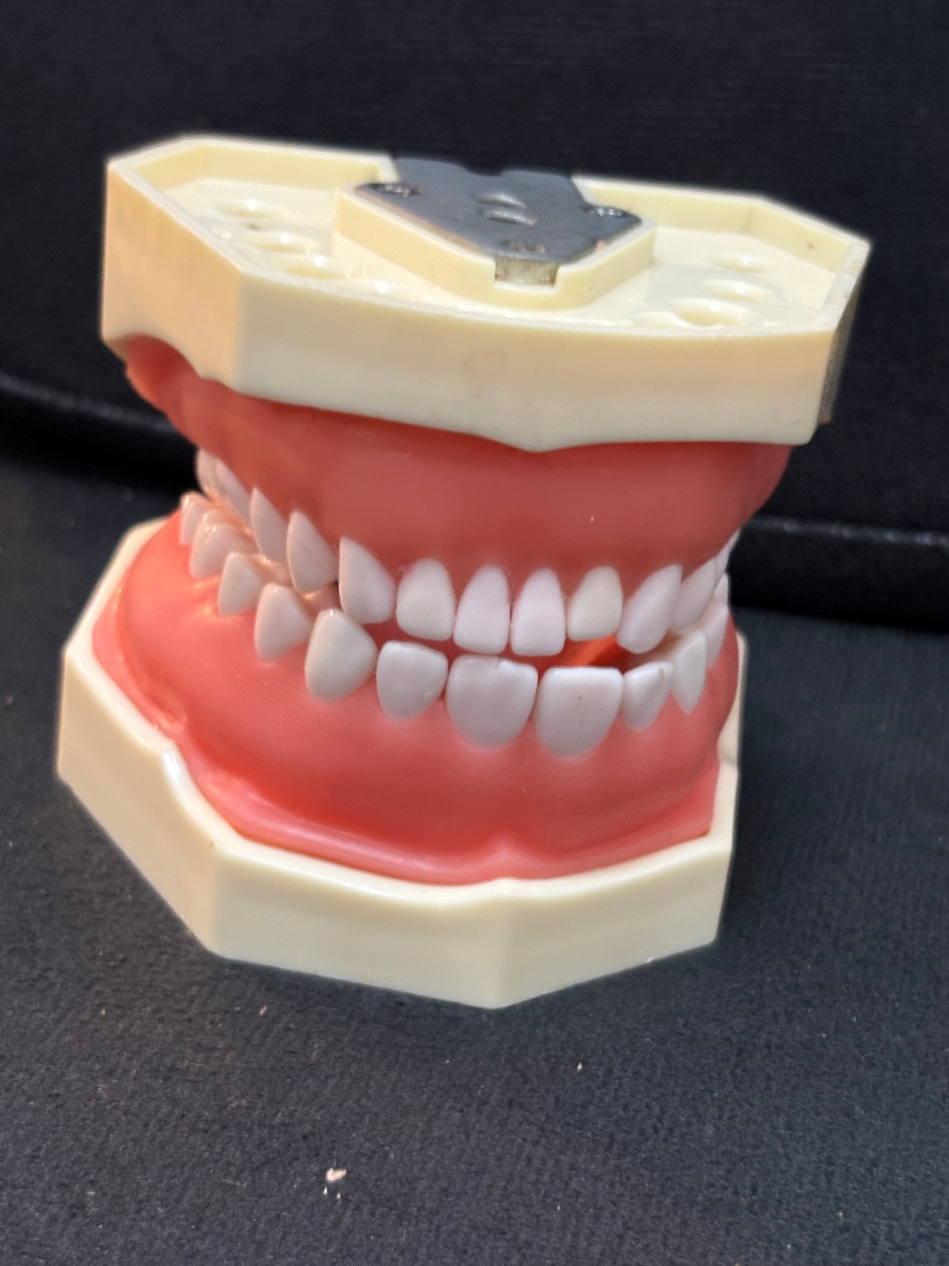 Standard Adult Sized Teeth Mould