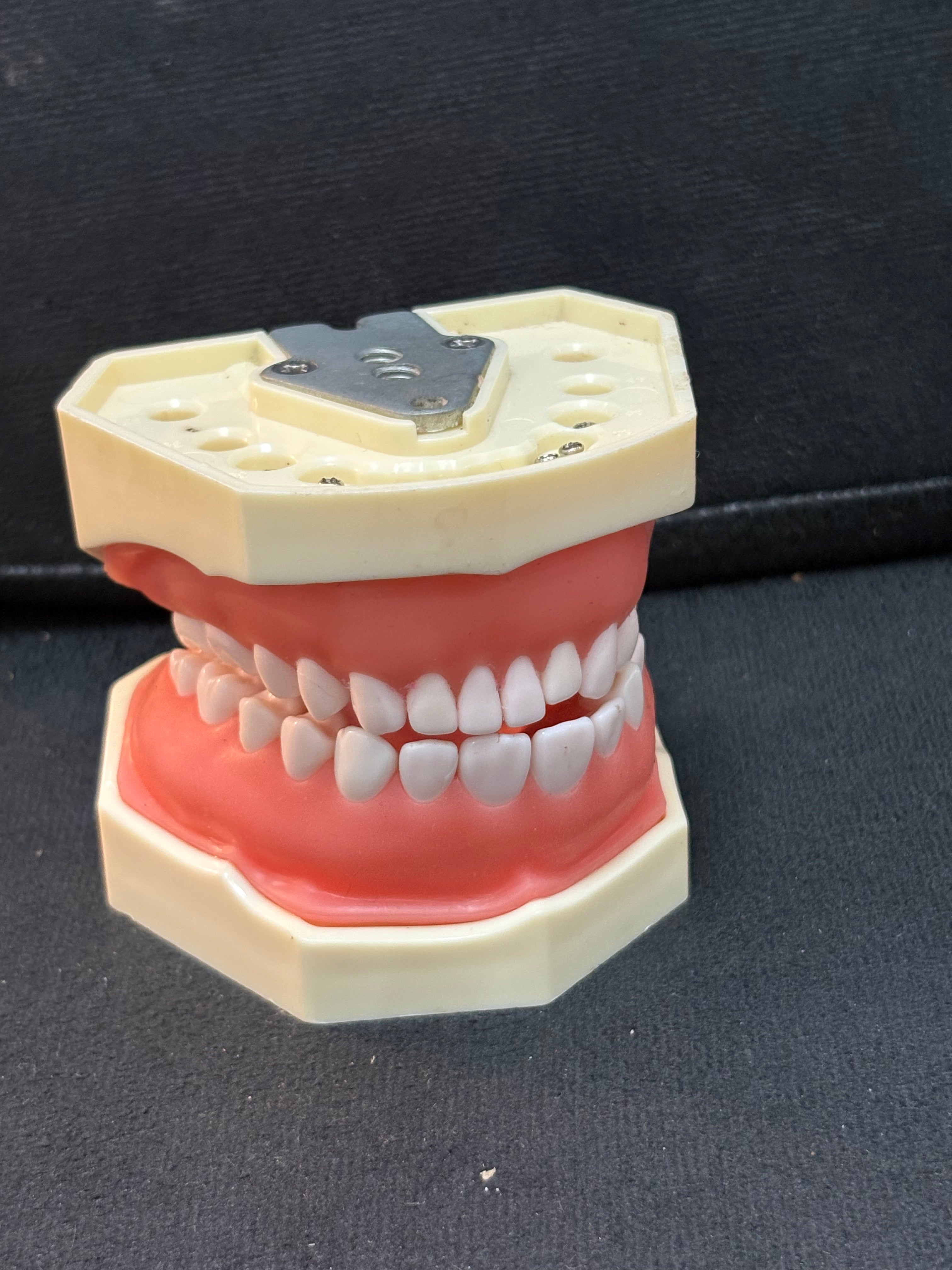 Standard Adult Sized Teeth Mould